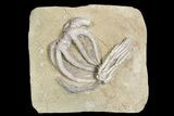 Pair of D Crinoid Fossils - Crawfordsville, Indiana #92524-1